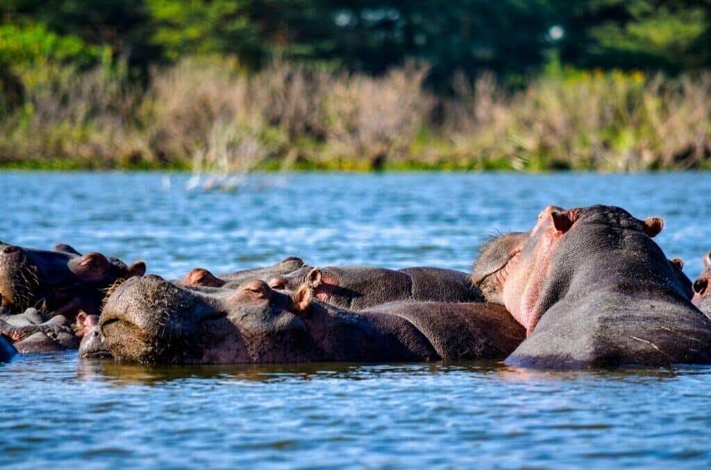 Lake Nakuru National Park
