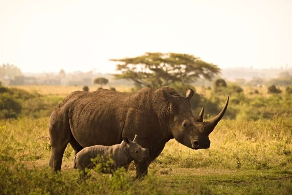 Nairobi National Park 2