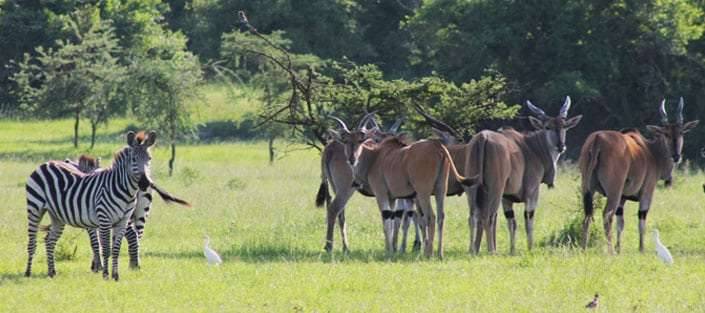 3 Days budget Lake Mburo Safari Camping