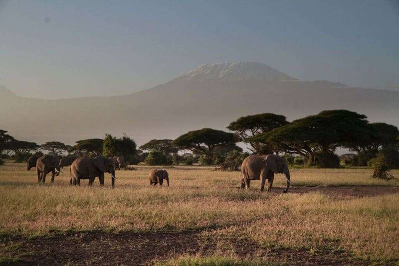 Best of Amboseli Safari Tour 2