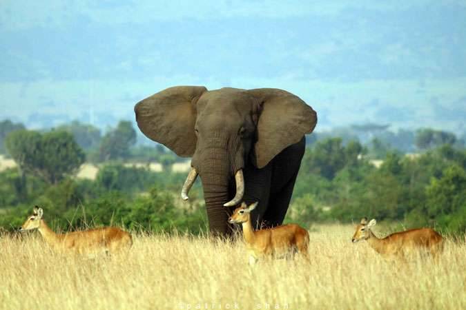 Best of Queen elizabeth Safari 1