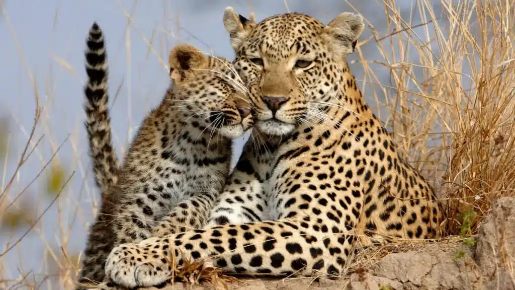Big Five Safari Tanzania 6