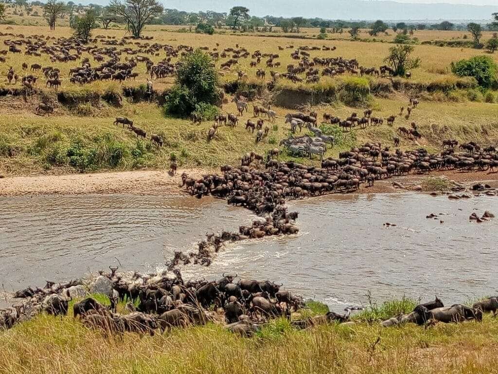 Great Migration Mara River3