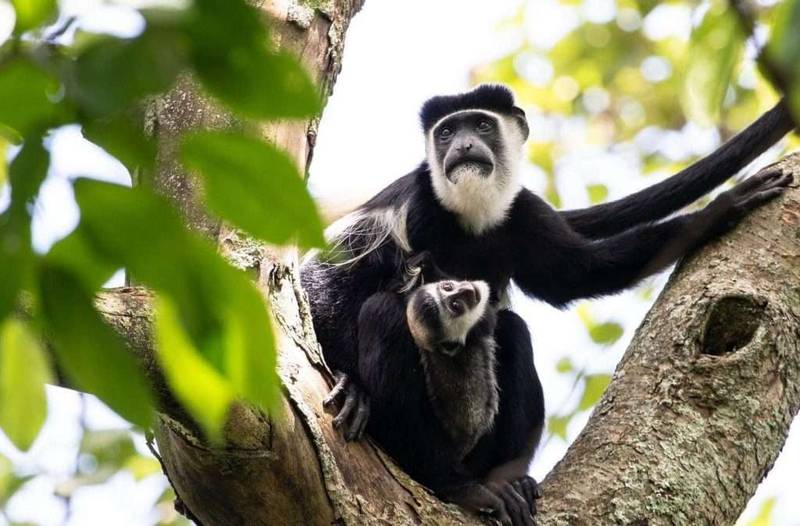 Rubondo Island National Park