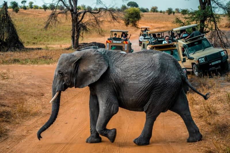 Tanzania Big 5 Safari & Gorilla Trekking