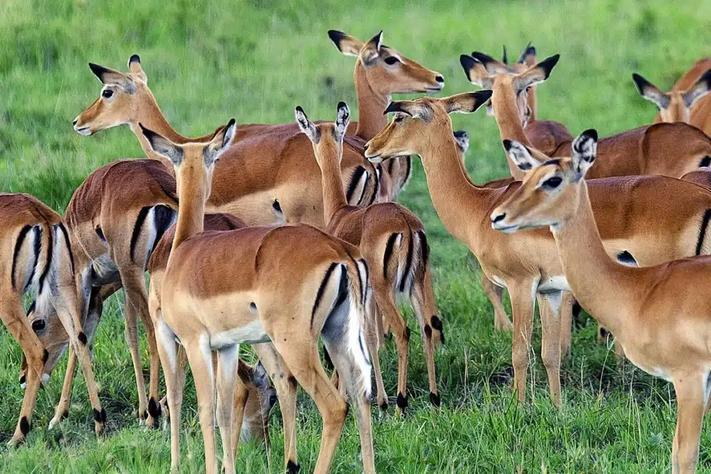 mburo