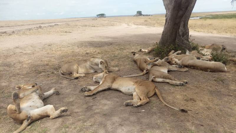 Pride of Lion in Serengeti 