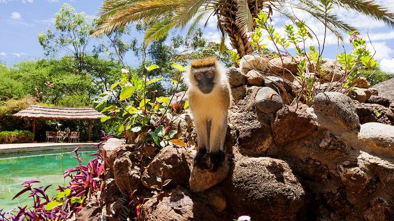 Amboseli Sopa Lodge 3