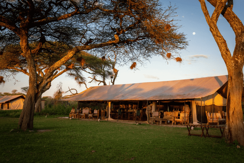 Gnu Ndutu Camp 2
