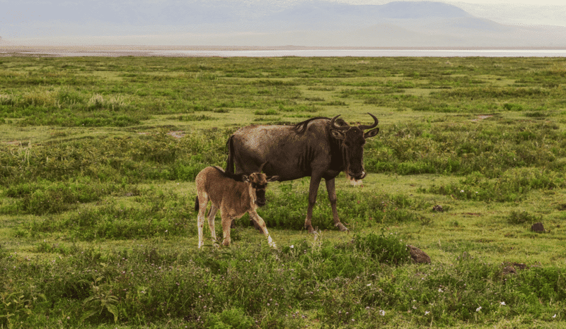 Ndutu Calving Season 3