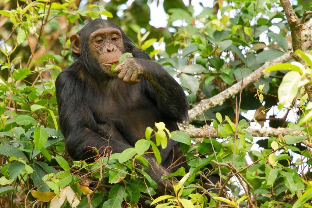 Tanzania Luxury Safari Tours