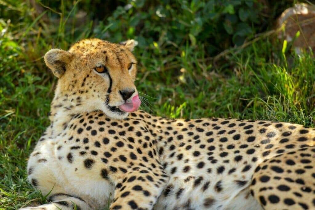 serengeti national park