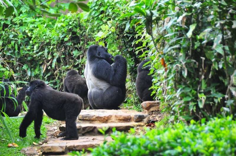 Gorilla Trekking in Bwindi & Community Interaction Bwindi Impenetrable National Park