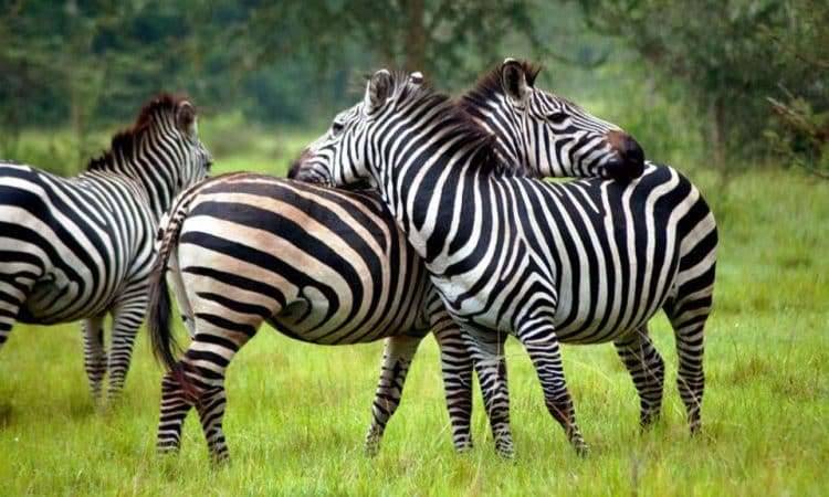 Lake Mburo National Park 750x450 1