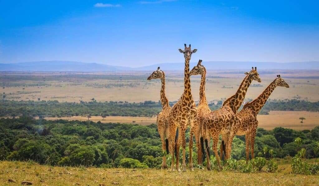Masai Mara Wildlife