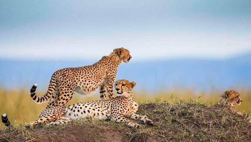 Masai mara 2 1