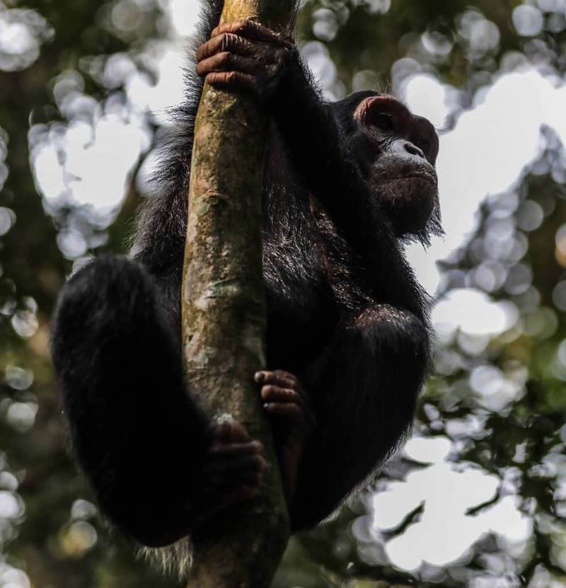 Rwanda Chimps Trekking 4