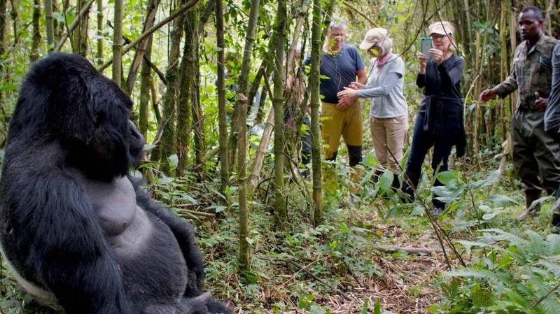 Gorilla Trekking in Africa Gorilla Trekking in Bwindi Forest