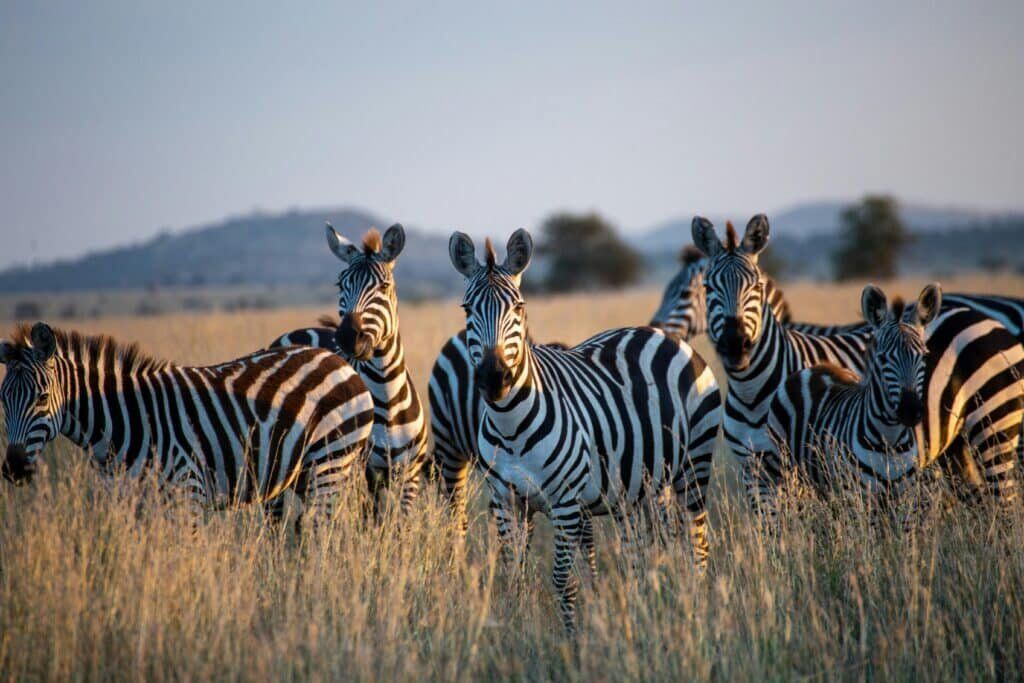 Zebras in Serengeti Safari Vacation in East Africa Zebras in Serengeti Safari Vacation in East Africa