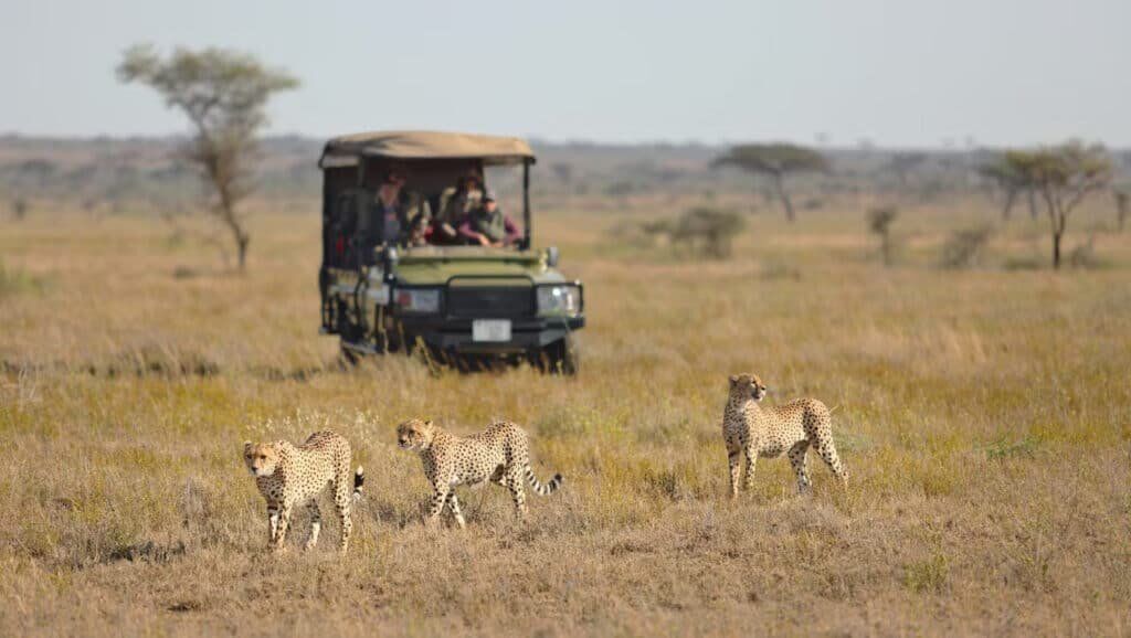 Serengeti Safari Game drive with Cheetah