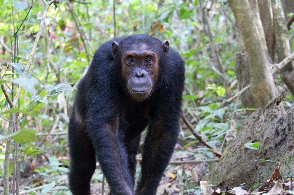 Tanzania Luxury Safari Tours