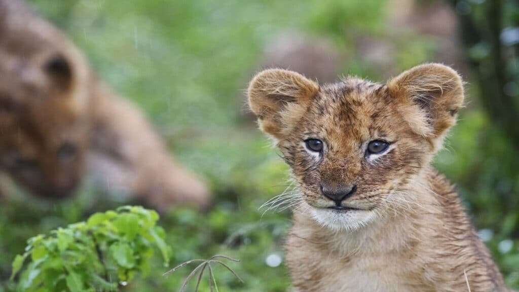 masai mara safaris