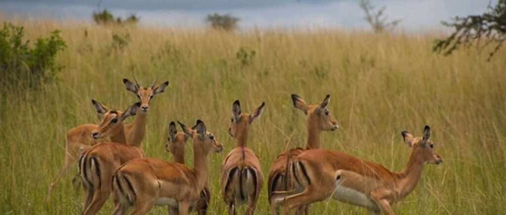 Akagera National Park 2