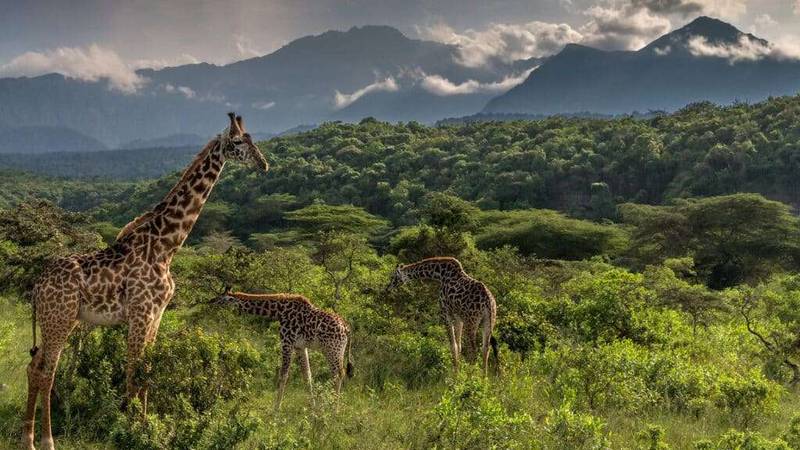 11 Days Tanzania Off-the-beaten Safari