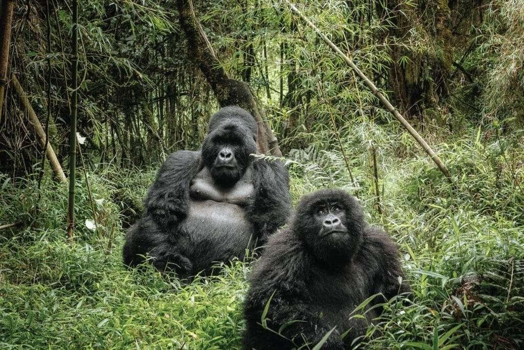 Bwindi Impenetrable National Park 1 2