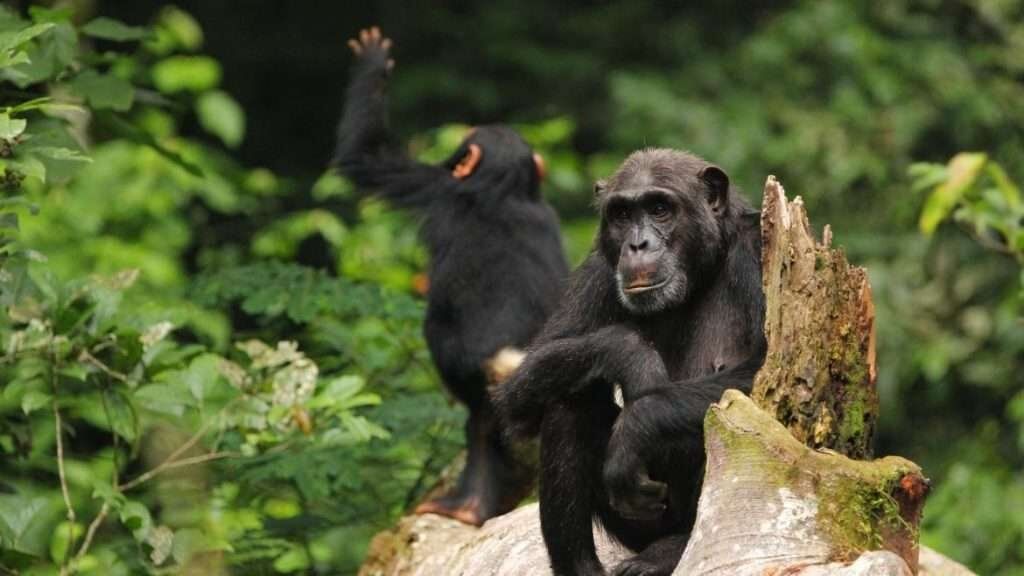 Chimpanzee Tours Kibale and tree climbing lions Queen Elizabeth National Park