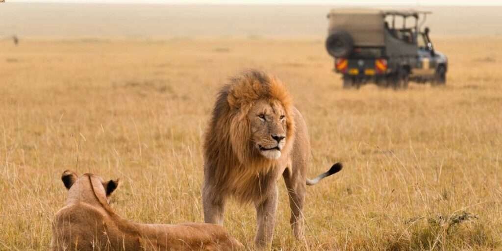 Classic Masai Mara Safari