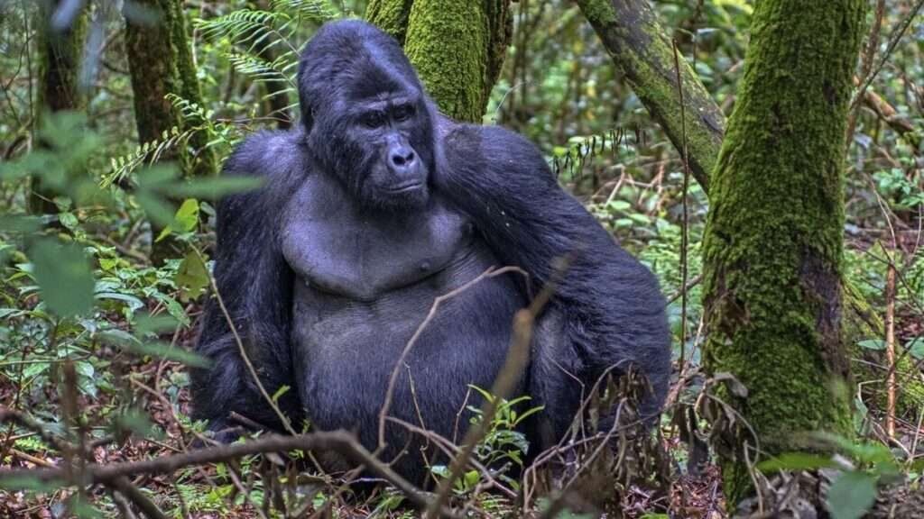 Gorilla Bwindi6 1200x675 1