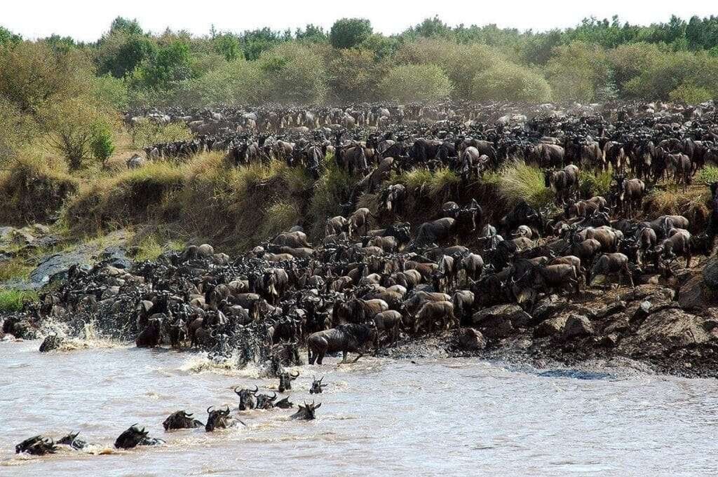 Great Migration Mara River 4