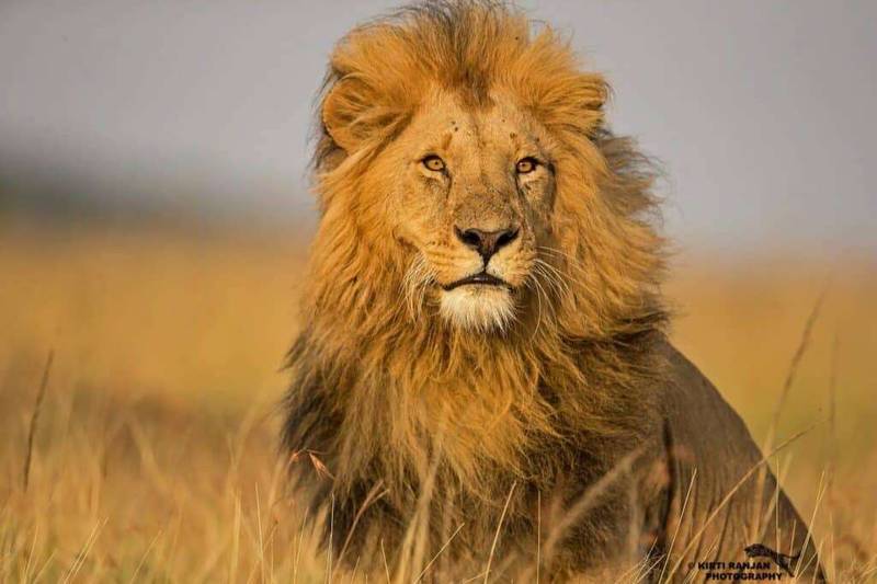 Kenya Luxury Fly in Safari 3