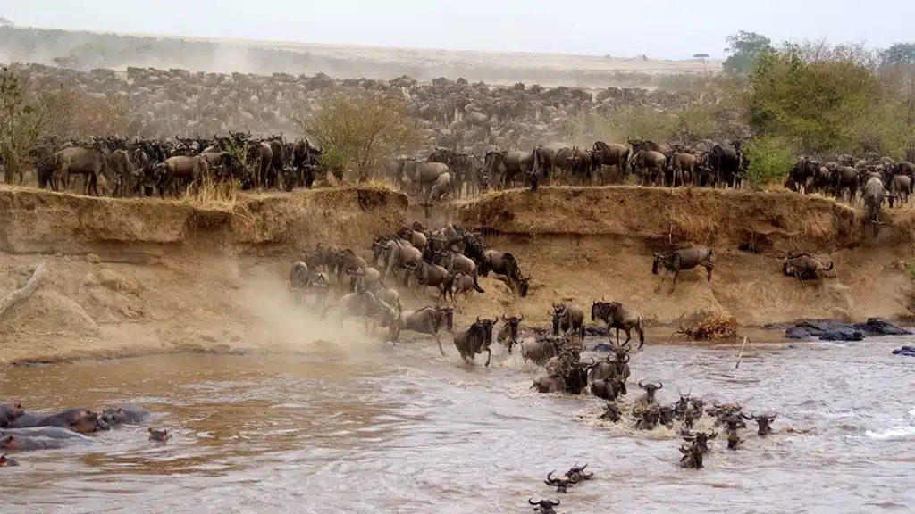 Kenya Luxury Fly in Safari 5
