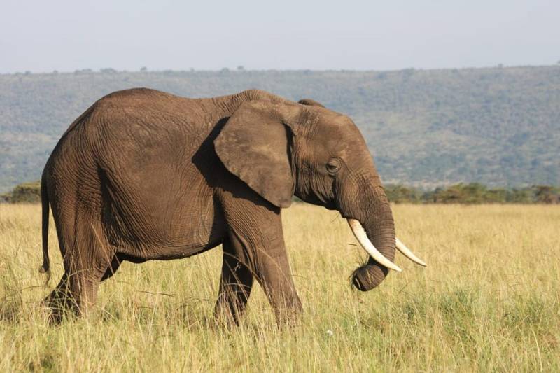 Masai Mara & Serengeti Safari