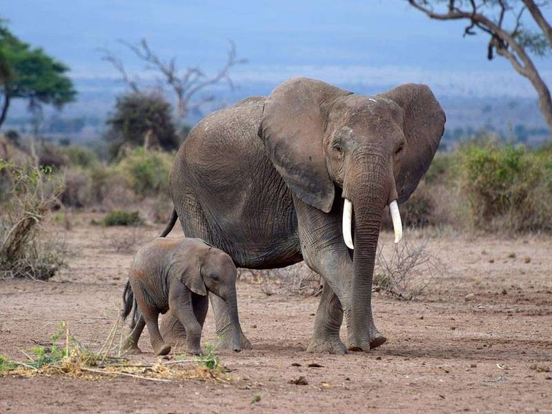 Masai Mara Tsavo West National Park