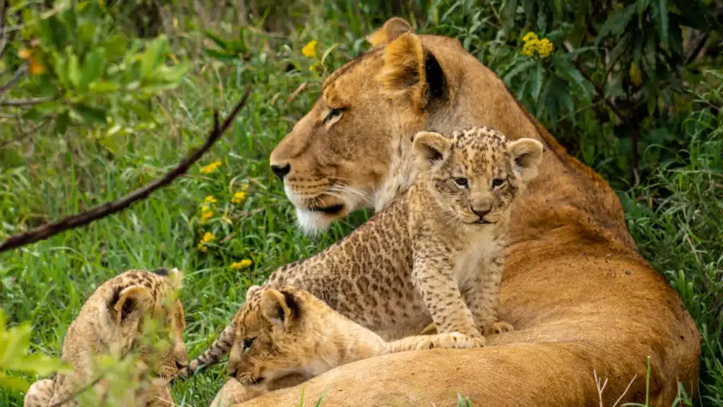 Ol Pejeta Conservancy Lake Naivasha