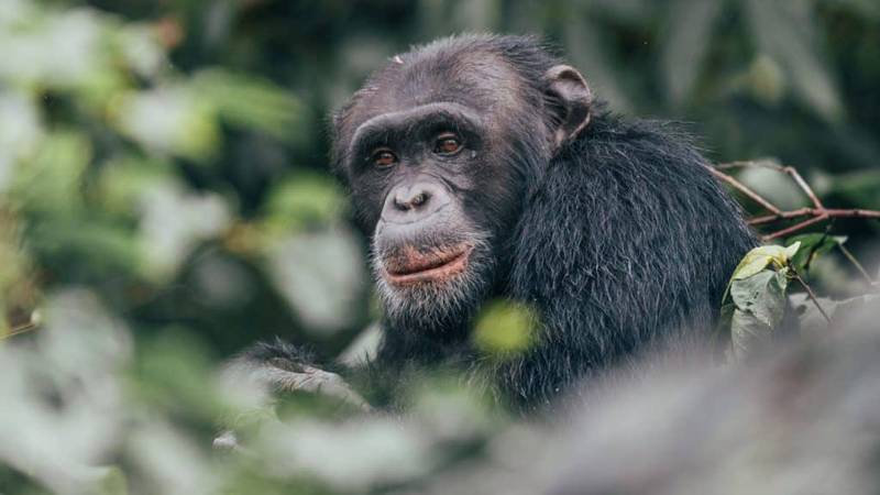 Rubondo Island National Park 4