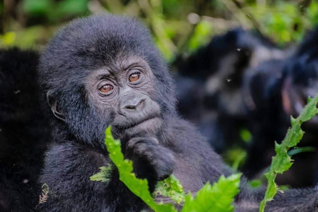 Rwanda Gorilla Trekking 4