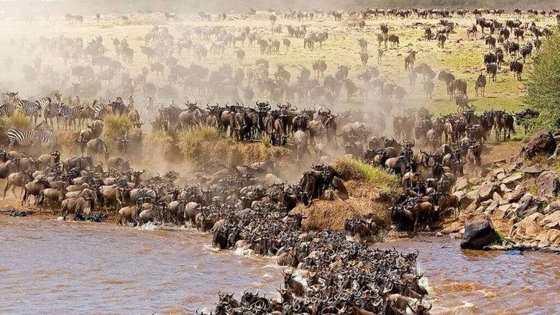 Serengeti Great Migration
