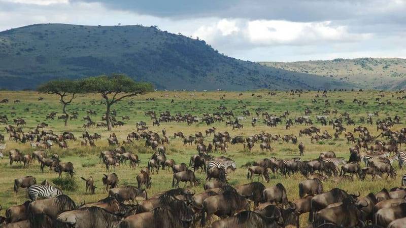 Serengeti Great Migration 2