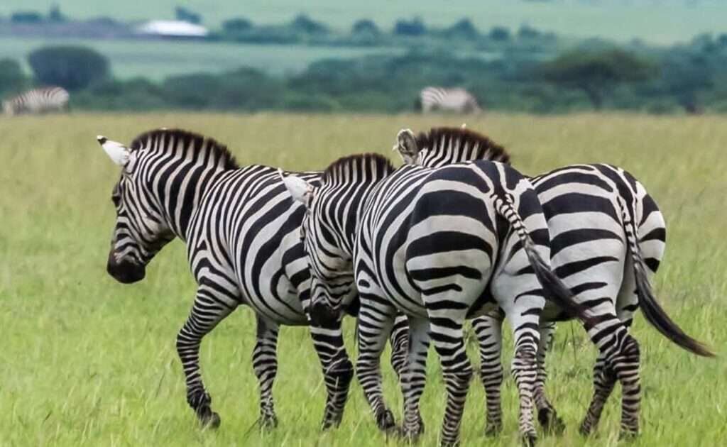 Serengeti Ngorongoro Crater Safari 8
