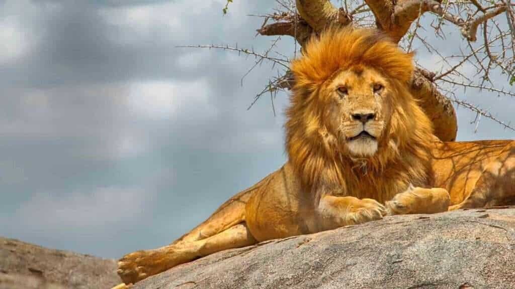 Serengeti Safari from Mwanza2