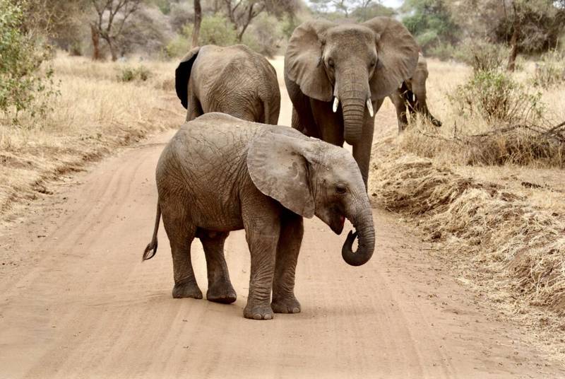 Tanzania Wildlife Safari (2)