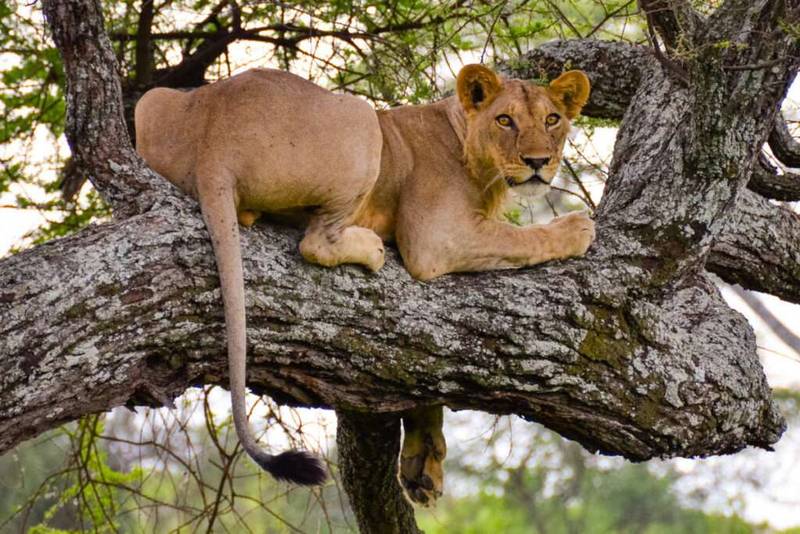 Tarangire National Park 1