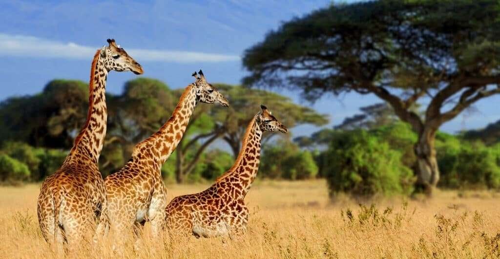 Tarangire National Park 2