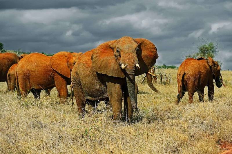 Tsavo East West National Park 1