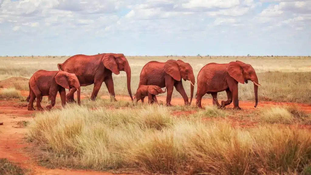 Tsavo East West National Park 4