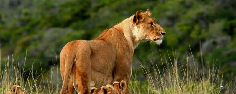 Tsavo West National Park